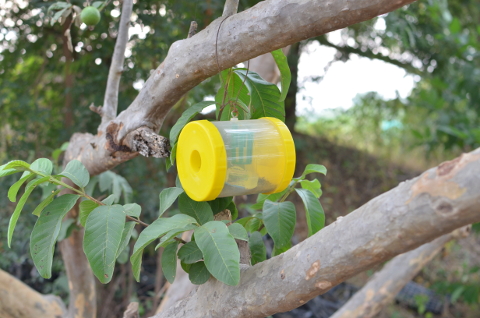 https://naturepinks.com/sites/naturepinks.com/files/basicpageimages/naturepinks-fruitfly-trap.jpg