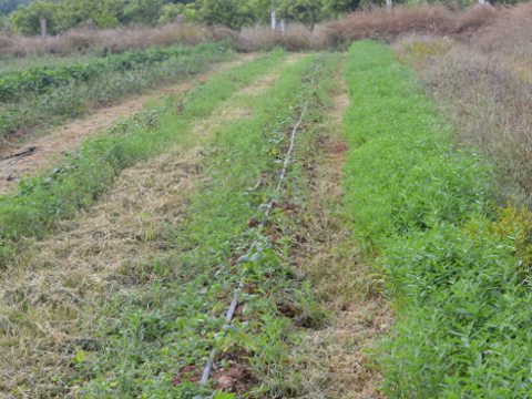 Cover cropping with legumes at NaturePinks