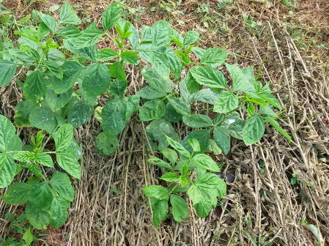 Legume mulch for soil improvement