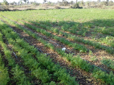 Green leaf manure from trees at NaturePinks