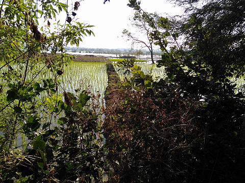 A view out of the farm