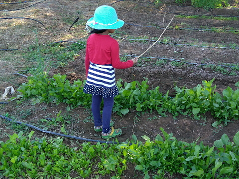 Young lady guarding the green leafy plot