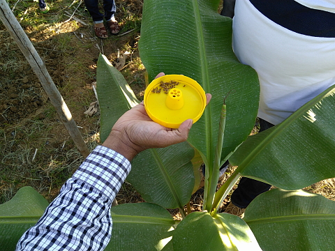 Pheromone insect trap at work to protect your fruits