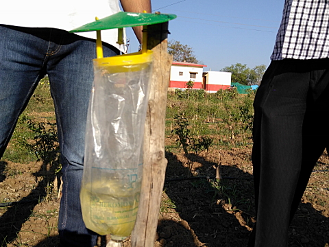 Funnel insect trap