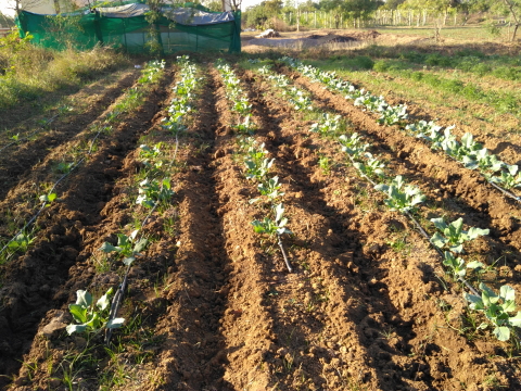 Organic cabbage and cauliflowers