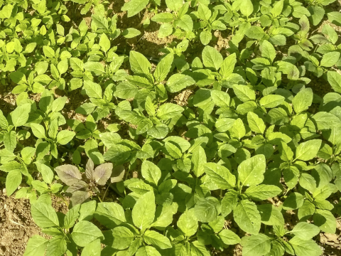 Organic Leafy Vegetables