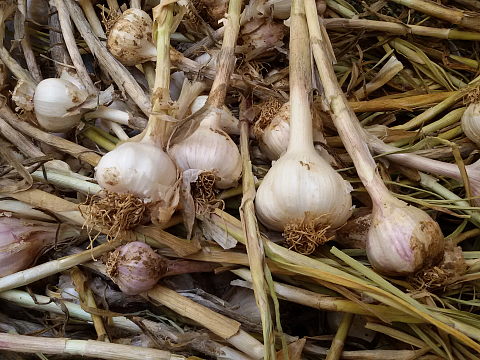 NaturePinks Organic Garlic - just harvested