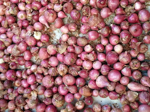 NaturePinks Organic Onion - just harvested