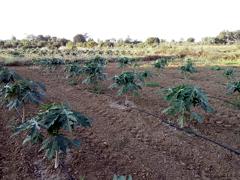 Young papaya plants a few months after transplant