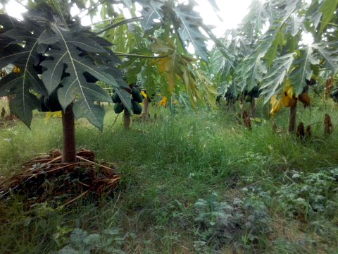 Mulching for organic papaya