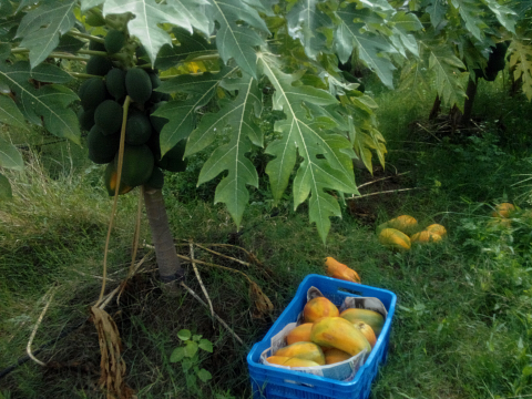 Harvested fruit ready to transport
