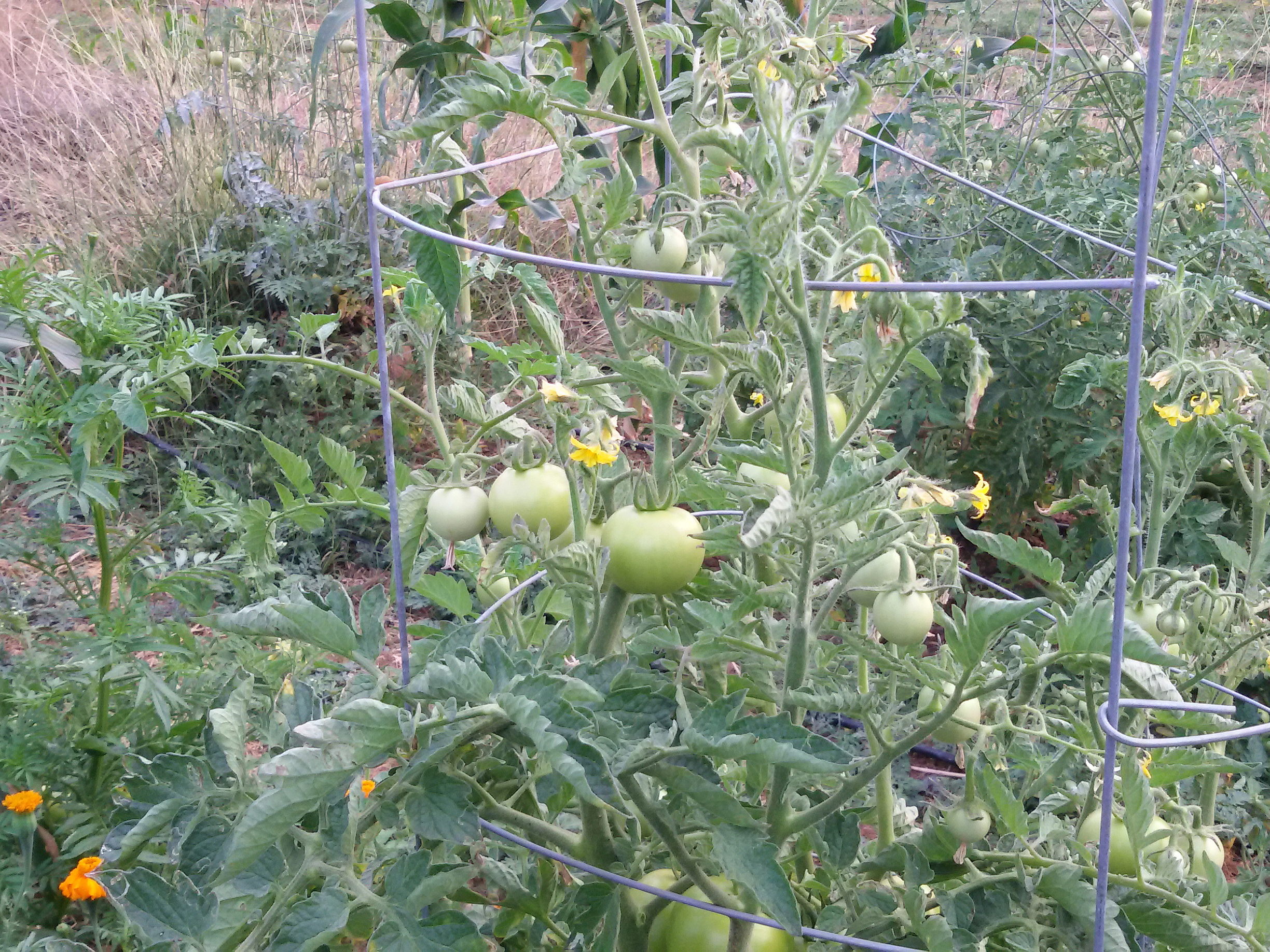 Support for Tomato plants