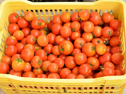 Organic Tomato ready to ship